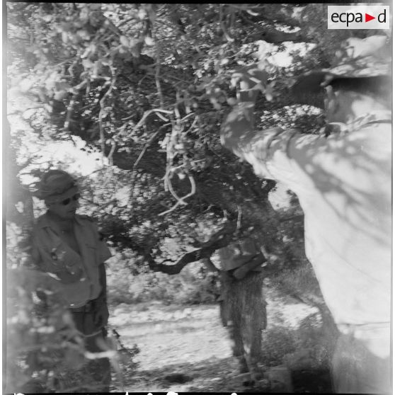 Le 1/24e RIC à Djemorah. [Description en cours]