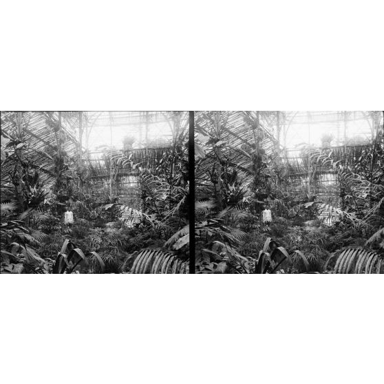 1332. Promenade au jardin botanique d’Hanoï. La serre aux orchidées. [légende d'origine]