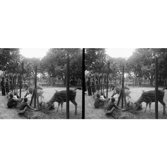 1333. Promenade au jardin botanique d'Hanoï. Les axis et les connaï. [légende d'origine]