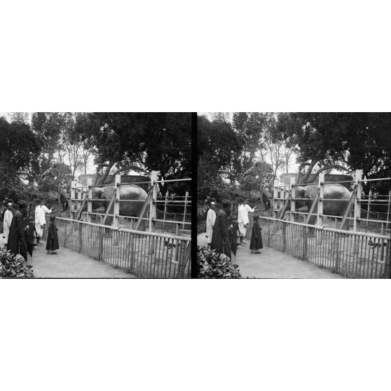 1335. Promenade au jardin botanique d’Hanoï. L’éléphant "Tobi". [légende d'origine]