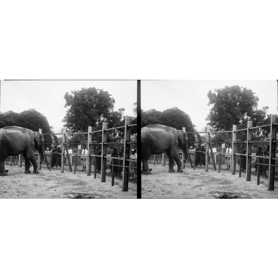 1336. Promenade au jardin botanique d’Hanoï. Tobi demandant des bananes. [légende d'origine]