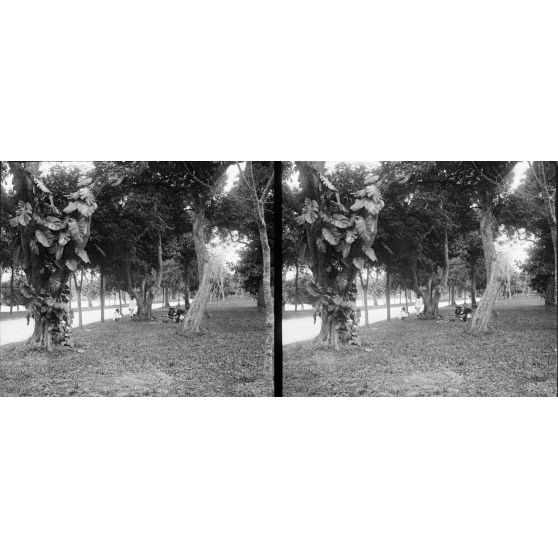 1338. Promenade au jardin botanique d’Hanoï. Pelouses. [légende d'origine]