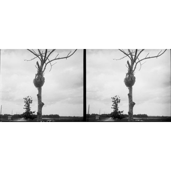 1419. Tête exposée. [légende d'origine]