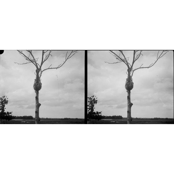 1420. Tête exposée. [légende d'origine]