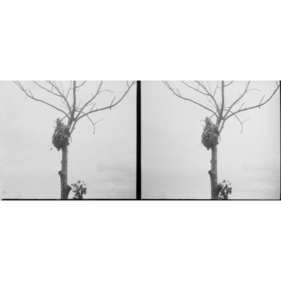 1421. Tête exposée. [légende d'origine]