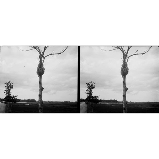 1422. Tête exposée. [légende d'origine]