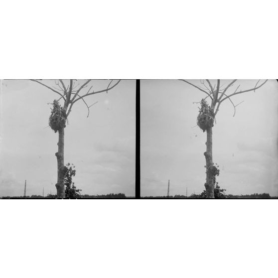 1423. Tête exposée. [légende d'origine]