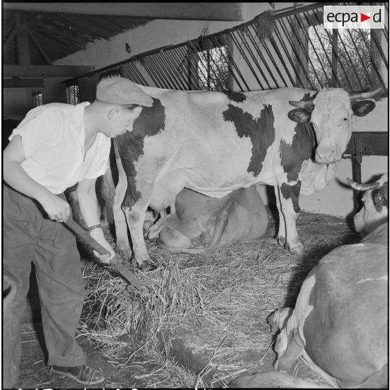 Photographie d’illustration pour l’article "Ma ferme en Algérie". [Description en cours]