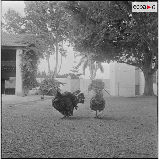 Groupe d'auto-défense (GAD) des fermes de la région de Boufarik à Blida. [Description en cours]
