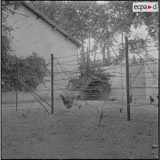 Groupe d'auto-défense (GAD) des fermes de la région de Boufarik à Blida. [Description en cours]