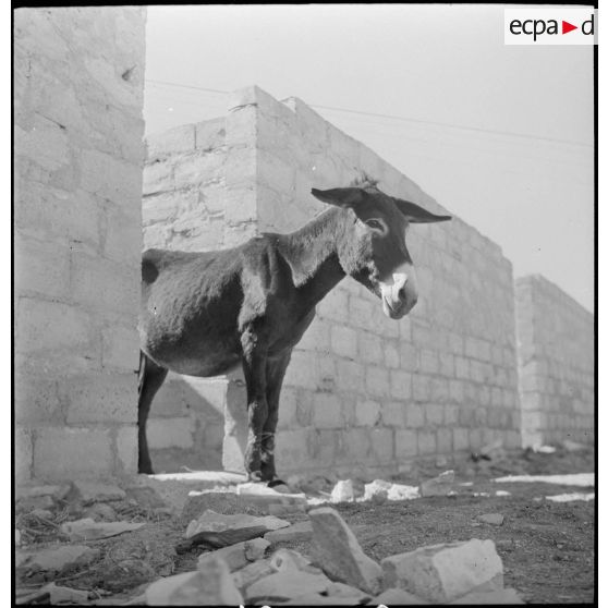 Le 26e RIM à Kouif près de la frontière tunisienne. [Description en cours]