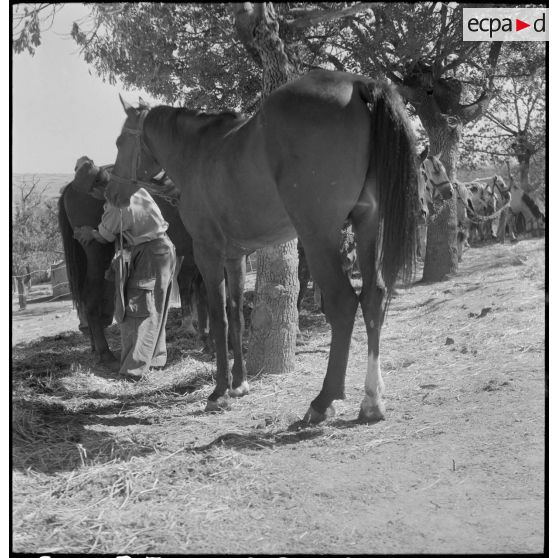 Le 3e groupe de compagnie nomade (3e GCN) à Ghaffar. [Description en cours]