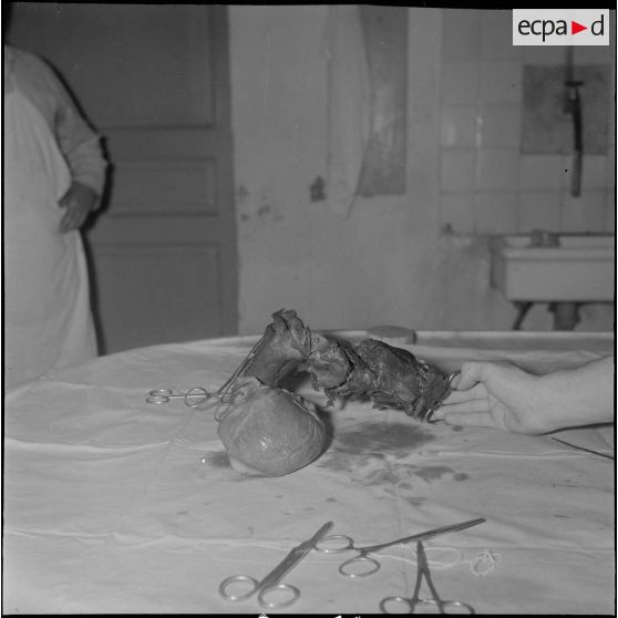 Dissection d'un cœur d’animal. [Description en cours]