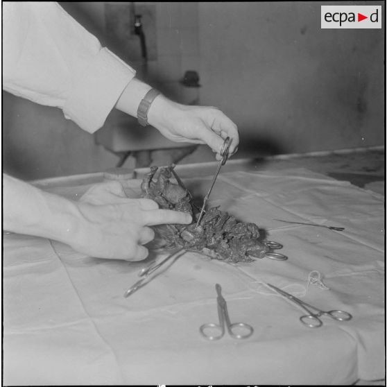 Dissection d'un cœur d’animal. [Description en cours]