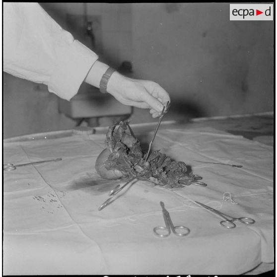 Dissection d'un cœur d’animal. [Description en cours]