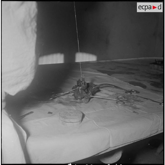 Dissection d'un cœur d’animal. [Description en cours]