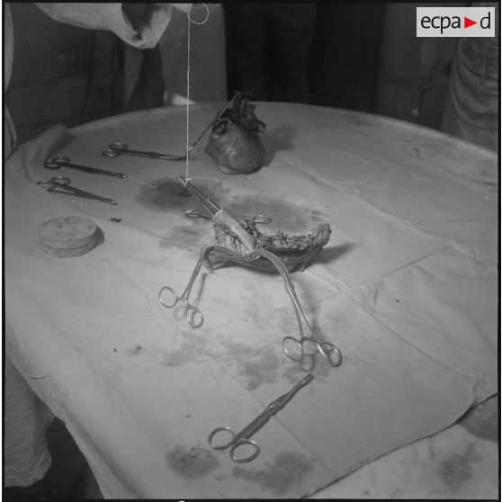 Dissection d'un cœur d’animal. [Description en cours]