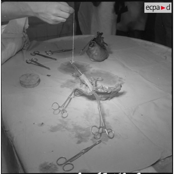 Dissection d'un cœur d’animal. [Description en cours]