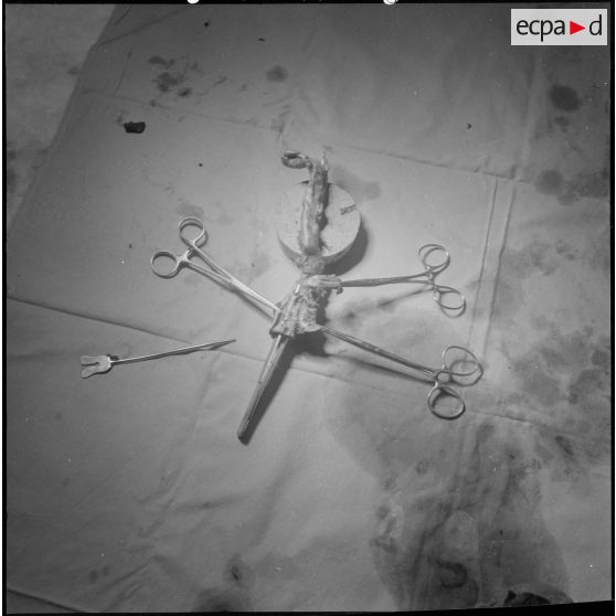 Dissection d'un cœur d’animal. [Description en cours]