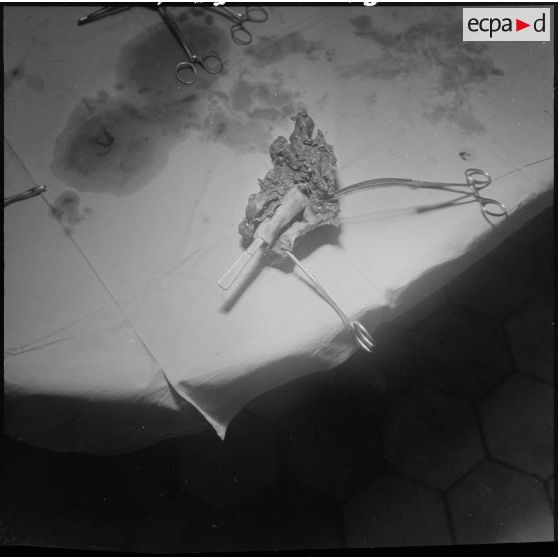 Dissection d'un cœur d’animal. [Description en cours]