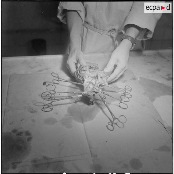 Dissection d'un cœur d’animal. [Description en cours]