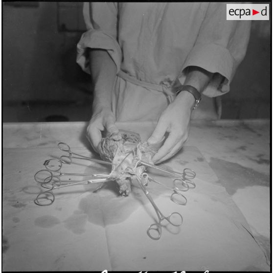 Dissection d'un cœur d’animal. [Description en cours]