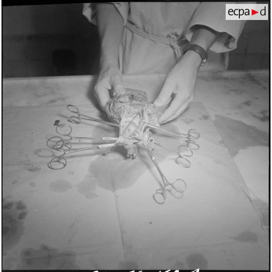 Dissection d'un cœur d’animal. [Description en cours]