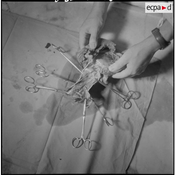 Dissection d'un cœur d’animal. [Description en cours]