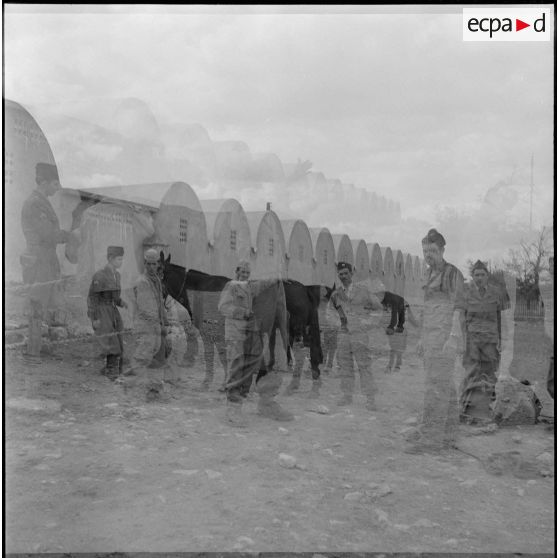 La 125e compagnie muletière à Tebessa. [Description en cours]