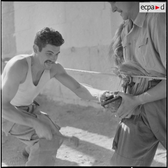 La 125e compagnie muletière à Tebessa. [Description en cours]