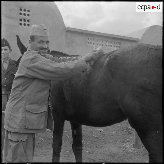 La 125e compagnie muletière à Tebessa. [Description en cours]