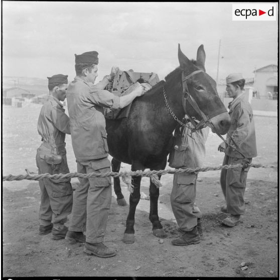 La 125e compagnie muletière à Tebessa. [Description en cours]