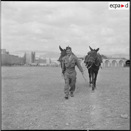 La 125e compagnie muletière à Tebessa. [Description en cours]