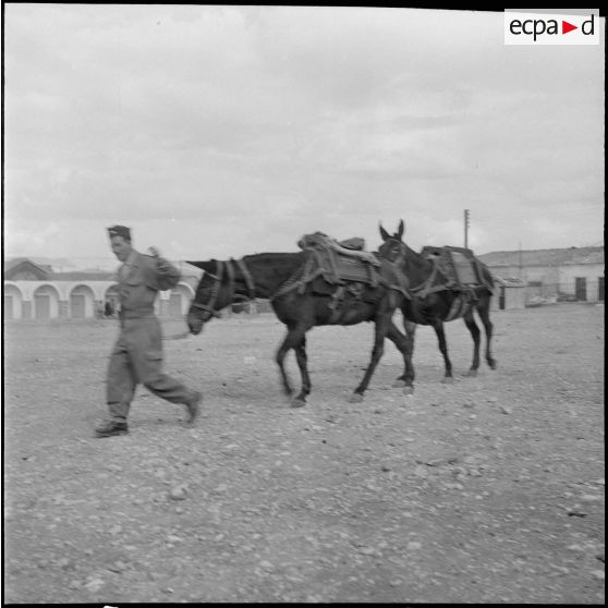 La 125e compagnie muletière à Tebessa. [Description en cours]