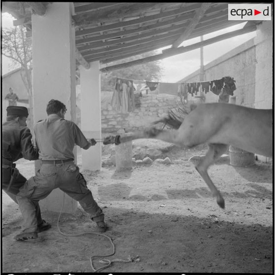 La 125e compagnie muletière à Tebessa. [Description en cours]