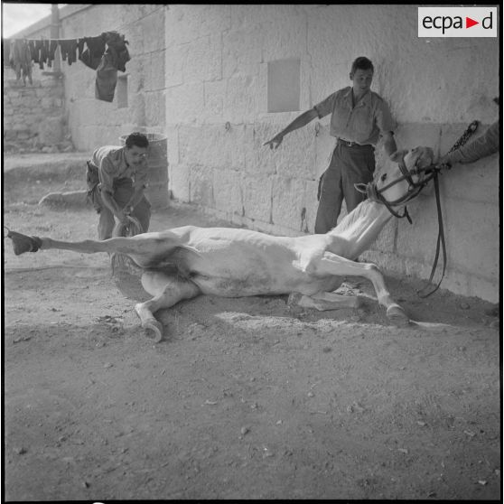 La 125e compagnie muletière à Tebessa. [Description en cours]