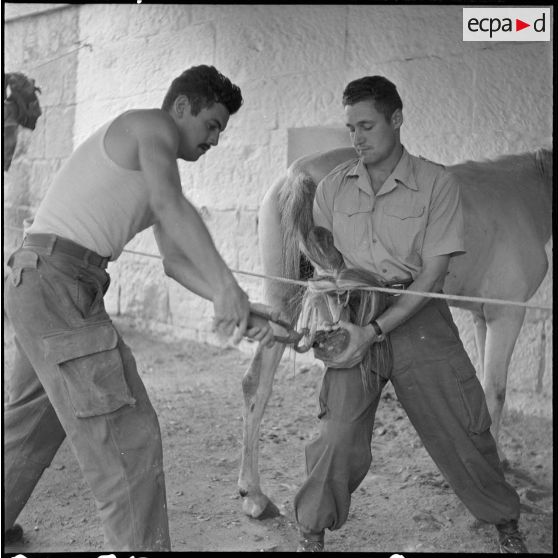 La 125e compagnie muletière à Tebessa. [Description en cours]