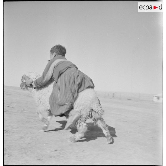 Le 4e REI à Zeribet-el-Oued. [Description en cours]