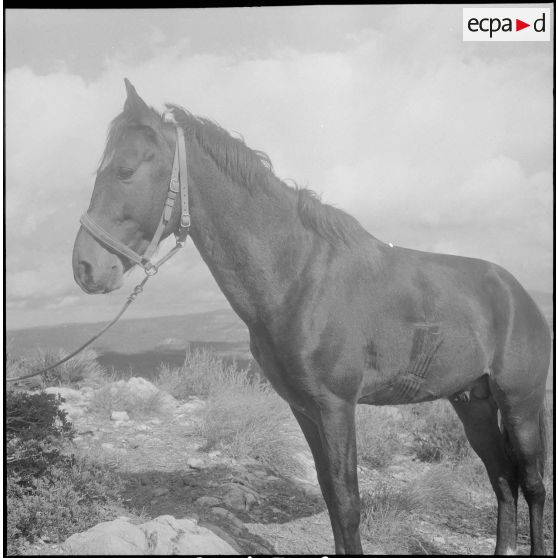 Vie quotidienne militaire. [Description en cours]