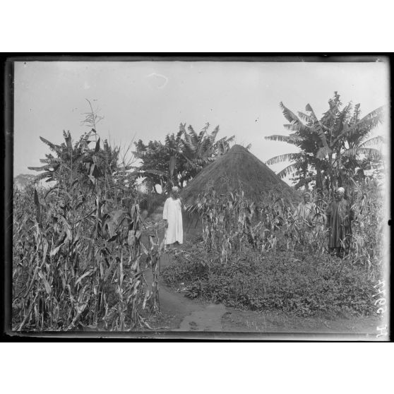 Tibati. Case Boum et culture vivrière. [légende d'origine]