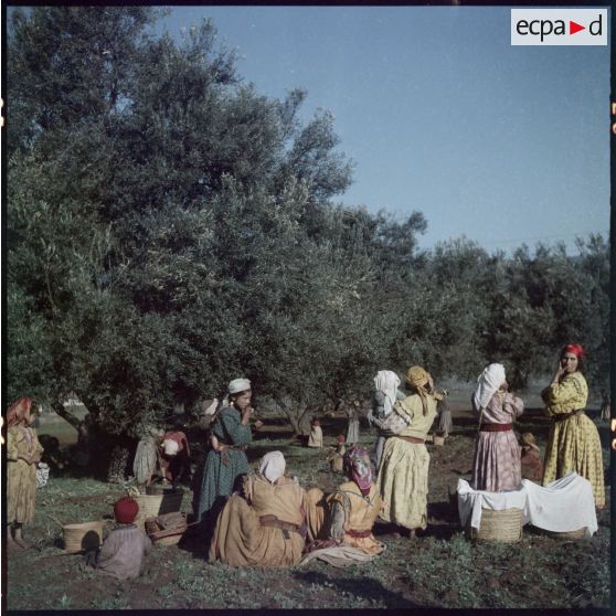 Cueillette des olives dans la région de Thiers.