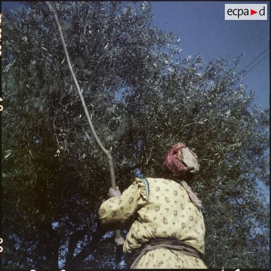Cueillette des olives dans la région de Thiers.