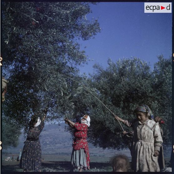 Cueillette des olives dans la région de Thiers.