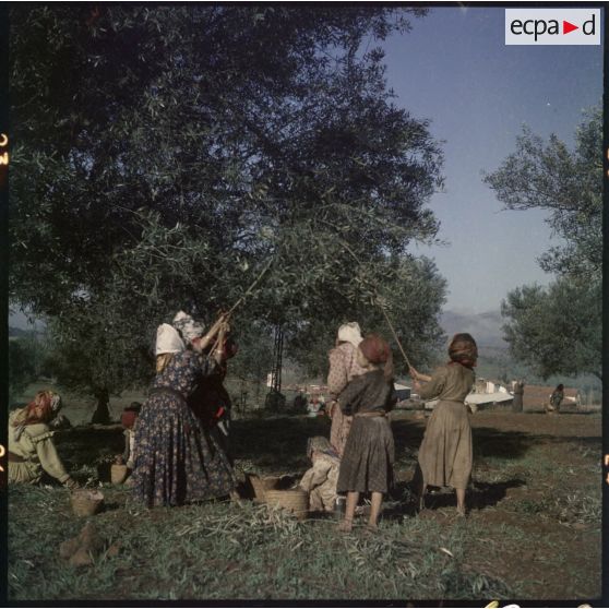 Cueillette des olives dans la région de Thiers.