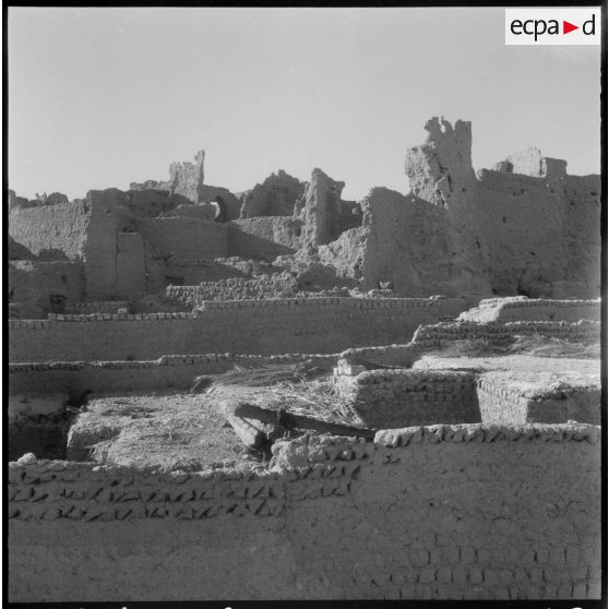 Palmeraies d' El Mansour.