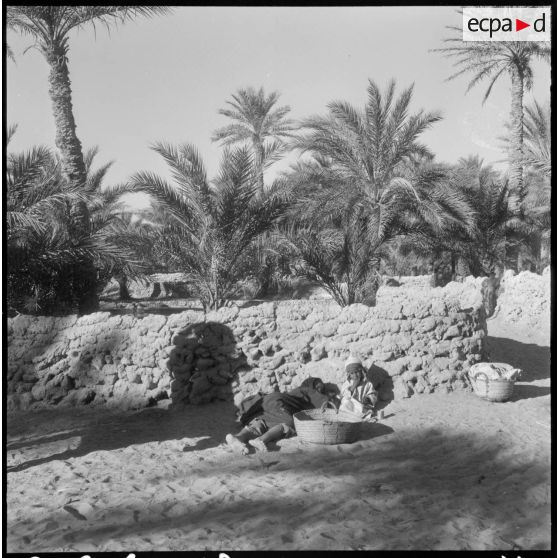 Palmeraies d' El Mansour.