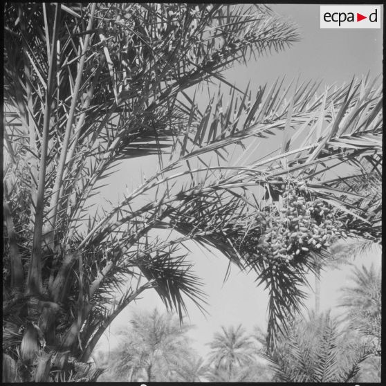 Palmeraies d' El Mansour.