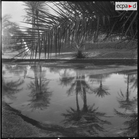 Palmeraies d' El Mansour.