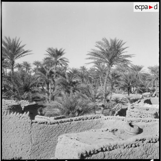 Palmeraies d' El Mansour.