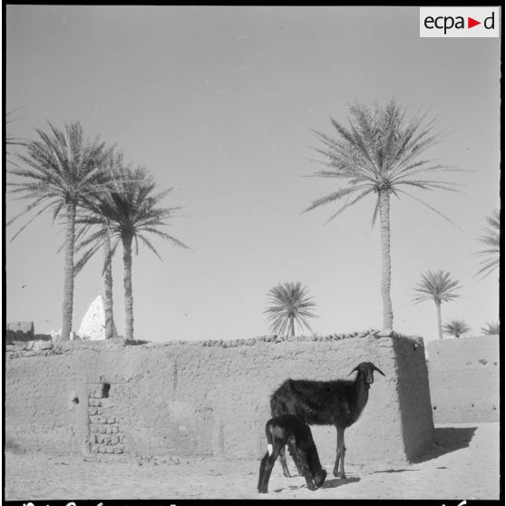 Palmeraies d' El Mansour.